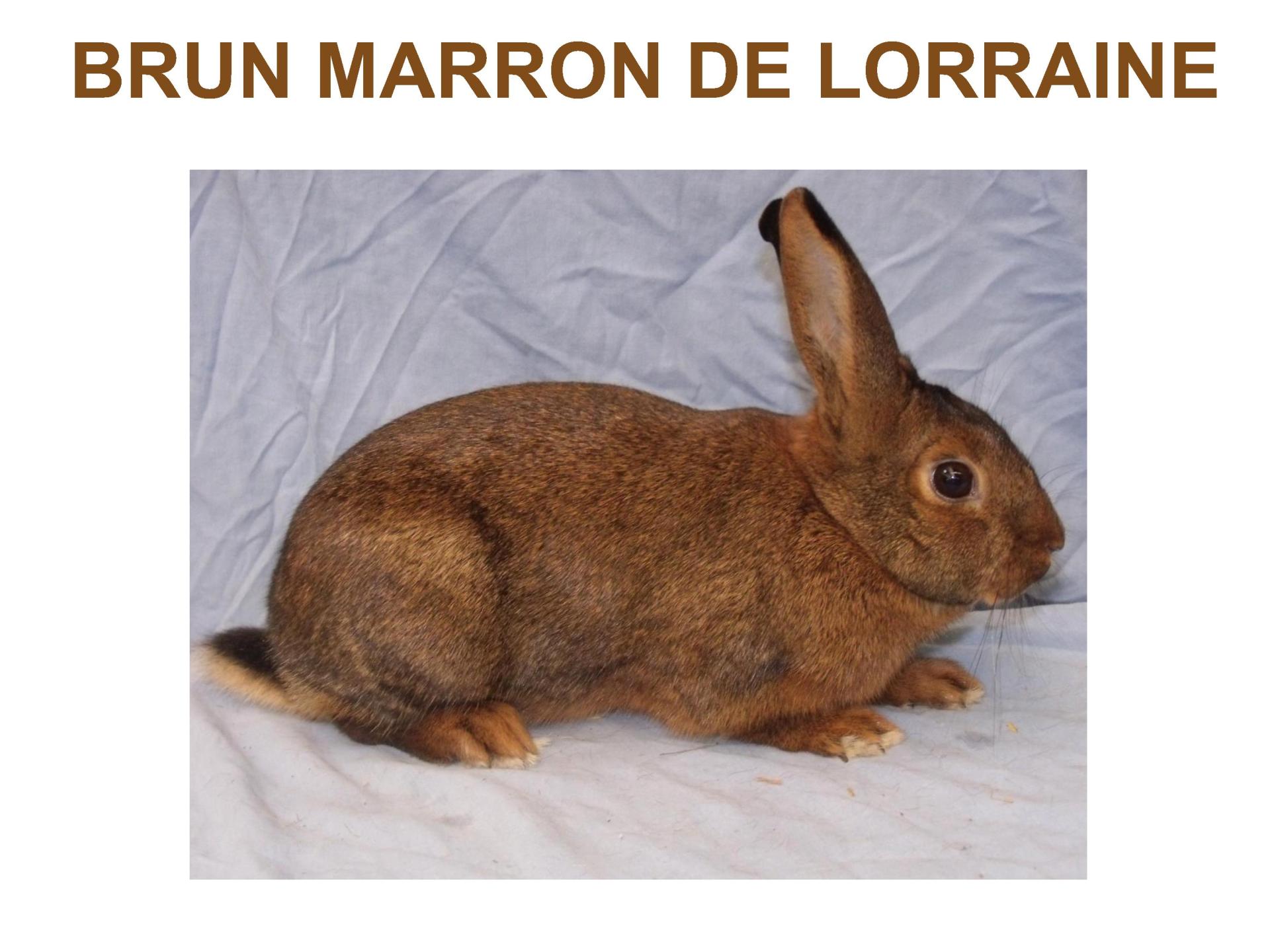 Brun marron de lorraine 1